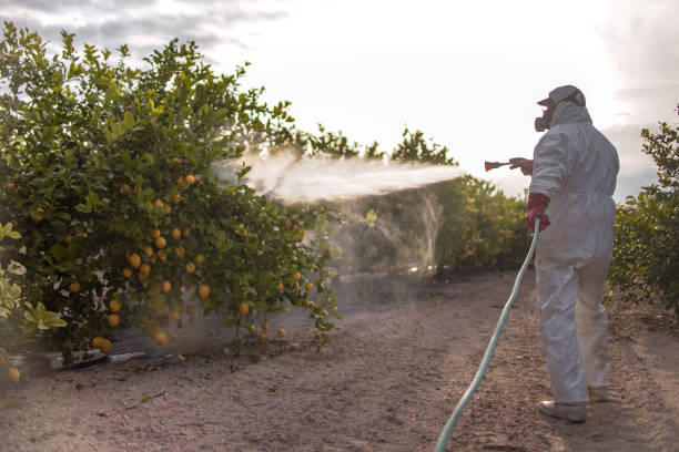 Reliable Gorman, NC Pest Control Solutions