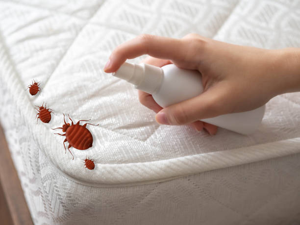 Best Ant Control Services  in Gorman, NC