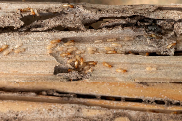 Best Pest Control Treatment  in Gorman, NC